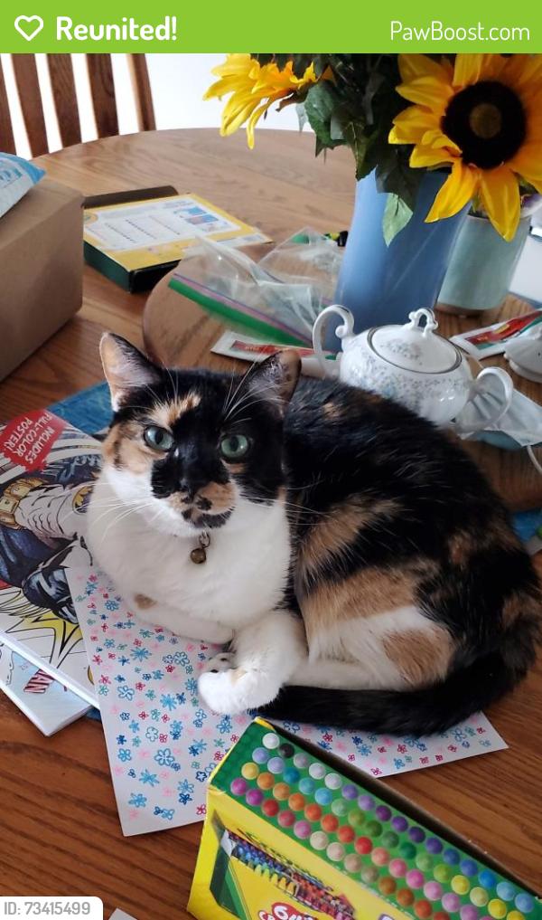 Reunited Female Cat last seen Crystal Lake Rd near Willow Creak Dr and Rolling Meadow Dr, Tolland, CT 06084