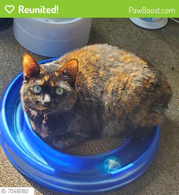 Reunited Female Cat last seen Crystal Lake Rd near Willow Creek Dr and Rolling Meadow Dr, Tolland, CT 06084