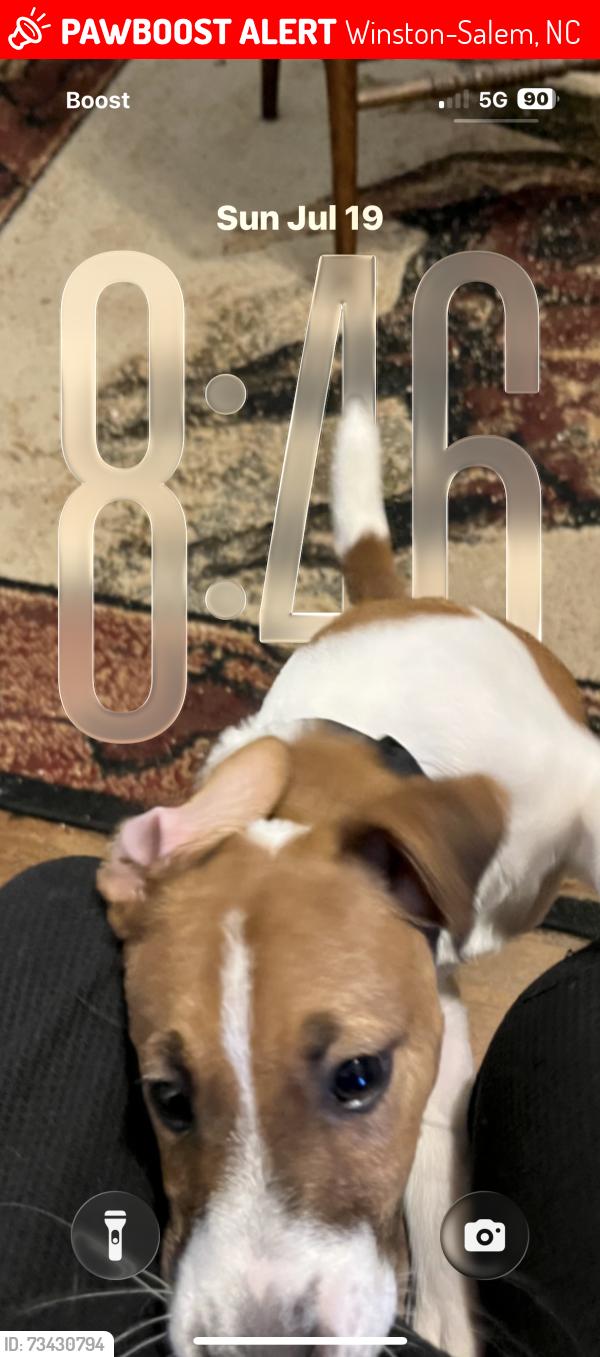 Lost Male Dog last seen Goodwill store, Winston-Salem, NC 27105