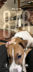 Lost Male Dog last seen Goodwill store, Winston-Salem, NC 27105
