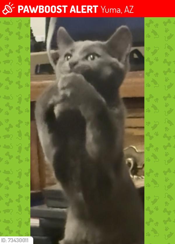 Lost Male Cat last seen 19th Avenue and Magnolia, Yuma, AZ 85364