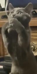 Lost Male Cat last seen 19th Avenue and Magnolia, Yuma, AZ 85364