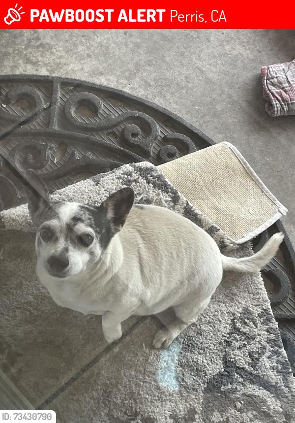 Lost Male Dog last seen Crystal Creek Rd & Murrieta Rd, Perris, CA 92572
