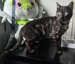 Lost Male Cat last seen Reindeer Road/Pinehouse Drive, Saskatoon, SK S7K 4W8