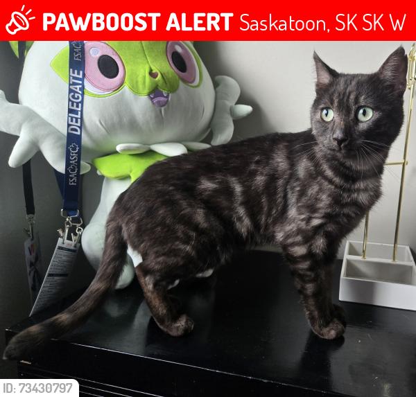 Lost Male Cat last seen Reindeer Road/Pinehouse Drive, Saskatoon, SK S7K 4W8