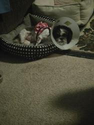 Reunited Female Dog last seen Langley farms dr., Gwinnett County, GA 30052