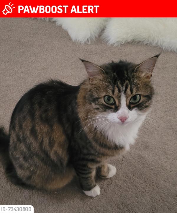 Lost Male Cat last seen Squirrel Chase, witham st hughs, Witham Saint Hughs, England 