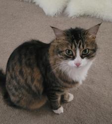 Lost Male Cat last seen Squirrel Chase, witham st hughs, Witham Saint Hughs, England 