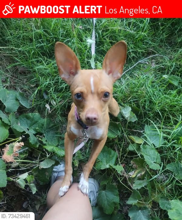 Lost Female Dog last seen Balboa St and Ventura Rd, Los Angeles, CA 91306