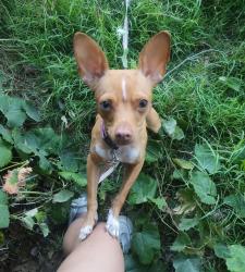 Lost Female Dog last seen Balboa St and Ventura Rd, Los Angeles, CA 91306