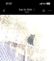 Lost Male Cat last seen Slauson ad Garfield av, Commerce, CA 90040