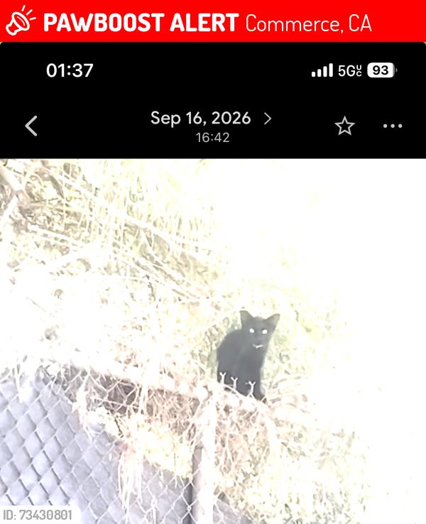 Lost Male Cat last seen Slauson ad Garfield av, Commerce, CA 90040