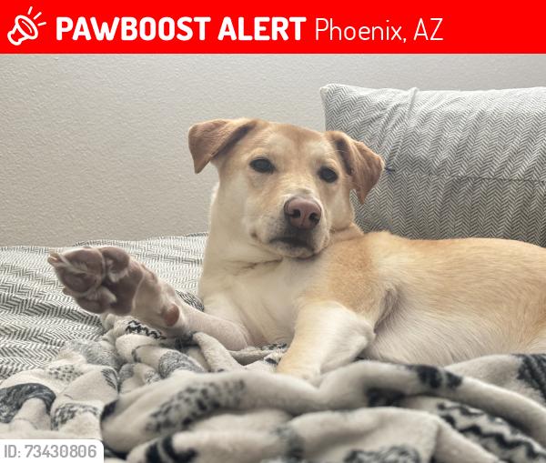 Lost Female Dog last seen N 43rd ave and w olive, Phoenix, AZ 85051