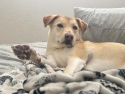 Lost Female Dog last seen N 43rd ave and w olive, Phoenix, AZ 85051