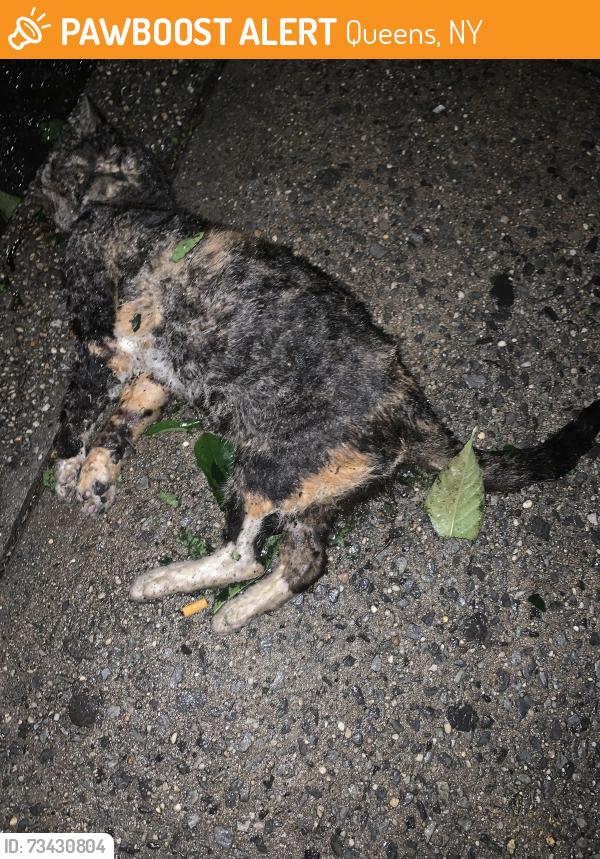 Found/Stray Male Cat last seen Side walk / nearest cross 38 av., Queens, NY 11368