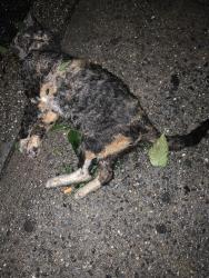 Found/Stray Male Cat last seen Side walk / nearest cross 38 av., Queens, NY 11368