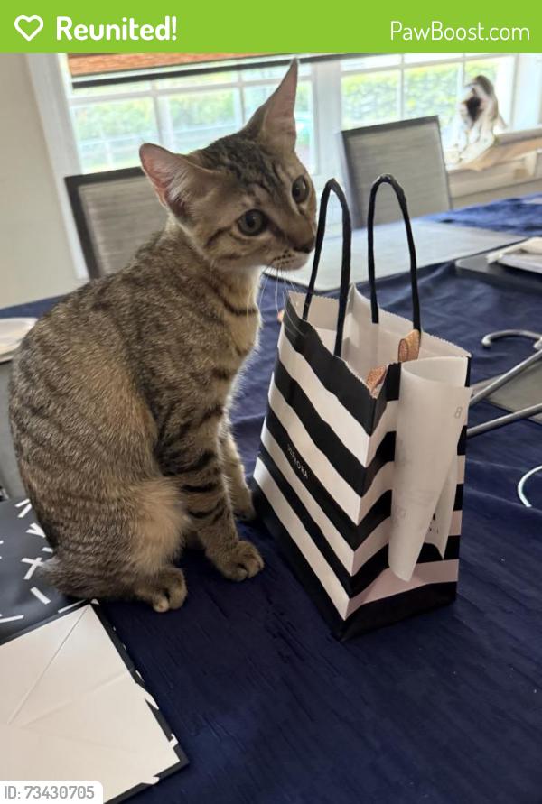 Reunited Female Cat last seen Between 94th and 96th ave and 93rd ave, Miami, FL 33176