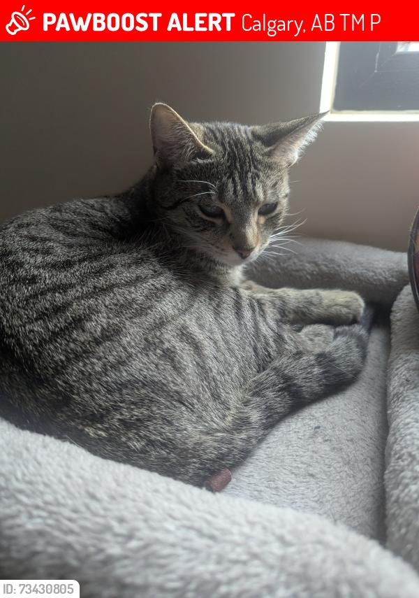 Lost Female Cat last seen King George School, Calgary, AB T2M 1P5
