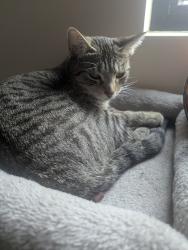 Lost Female Cat last seen King George School, Calgary, AB T2M 1P5