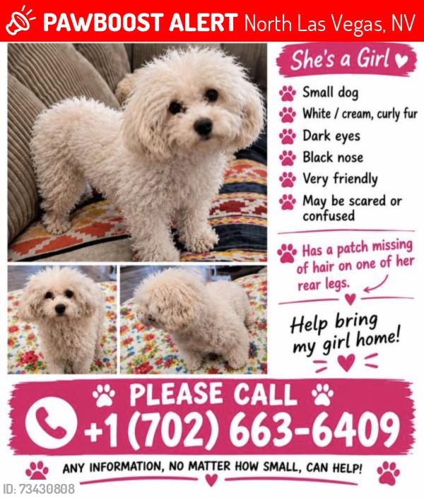 Lost Male Dog last seen Miriam and Owens., North Las Vegas, NV 89101