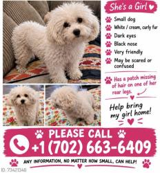 Lost Male Dog last seen Miriam and Owens., North Las Vegas, NV 89101