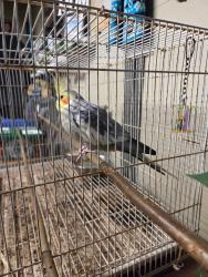 Found/Stray Unknown Bird last seen Barker Crescent, Smithfield Plains, SA 5114