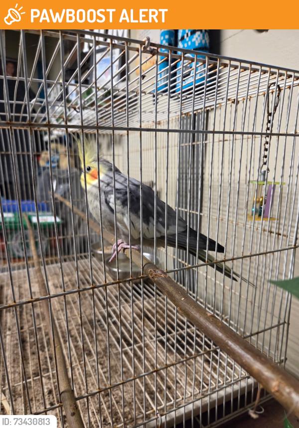 Found/Stray Unknown Bird last seen Barker Crescent, Smithfield Plains, SA 5114