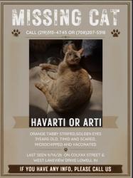Lost Male Cat last seen Island Drive, Lowell, IN 46356