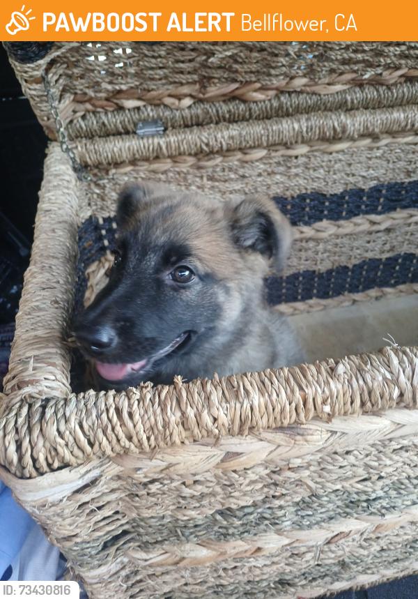 Found/Stray Unknown Dog last seen Bellflower Blvd & 91 fwy, Bellflower, CA 90706