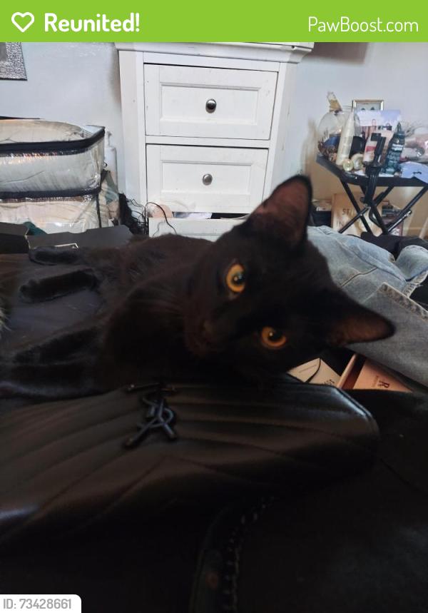 Reunited Male Cat last seen Lockwood st, Oakland, CA 94621