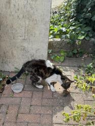 Found/Stray Unknown Cat last seen In my front driveway, Greater London, England CR4 1QF