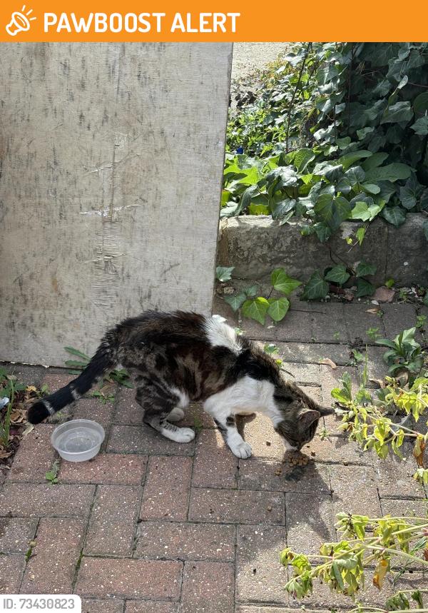 Found/Stray Unknown Cat last seen In my front driveway, Greater London, England CR4 1QF