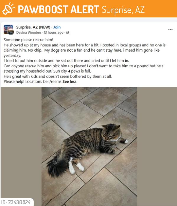 Found/Stray Unknown Cat last seen W Bell Rd and N Reems Rd, Surprise, AZ 85374