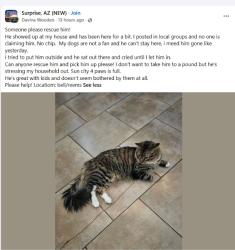 Found/Stray Unknown Cat last seen W Bell Rd and N Reems Rd, Surprise, AZ 85374
