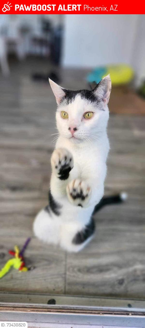 Lost Male Cat last seen It next my old apt out somewhere Big location, Phoenix, AZ 85029