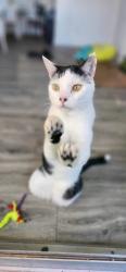Lost Male Cat last seen It next my old apt out somewhere Big location, Phoenix, AZ 85029
