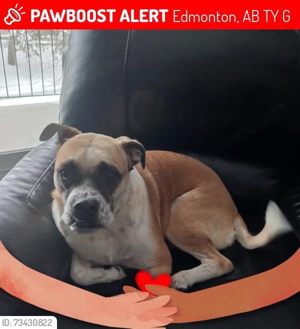 Lost Male Dog last seen 76street/38 avenue, Edmonton, AB T5Y 6G4