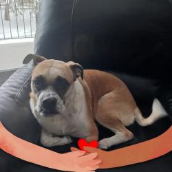 Lost Male Dog last seen 76street/38 avenue, Edmonton, AB T5Y 6G4