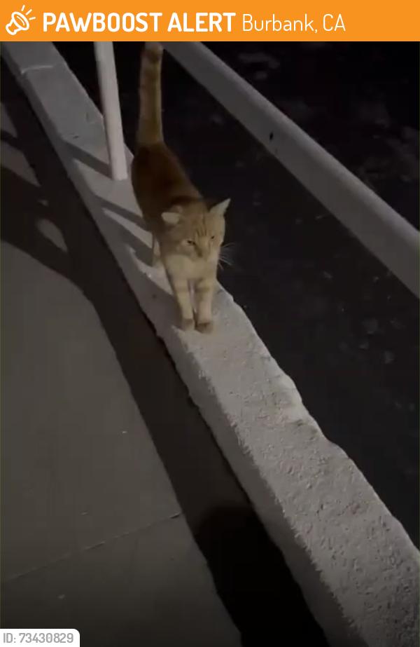 Found/Stray Unknown Cat last seen Behind Petco on Victory Boulevard and Hollywood Way, Burbank, CA 91505
