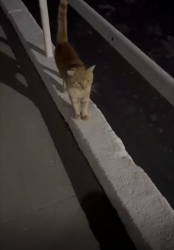 Found/Stray Unknown Cat last seen Behind Petco on Victory Boulevard and Hollywood Way, Burbank, CA 91505