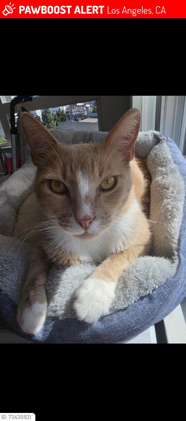 Lost Male Cat last seen In between Axis building and ASU, in the walkway next to the garage, Los Angeles, CA 90015