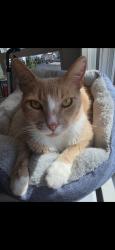 Lost Male Cat last seen In between Axis building and ASU, in the walkway next to the garage, Los Angeles, CA 90015