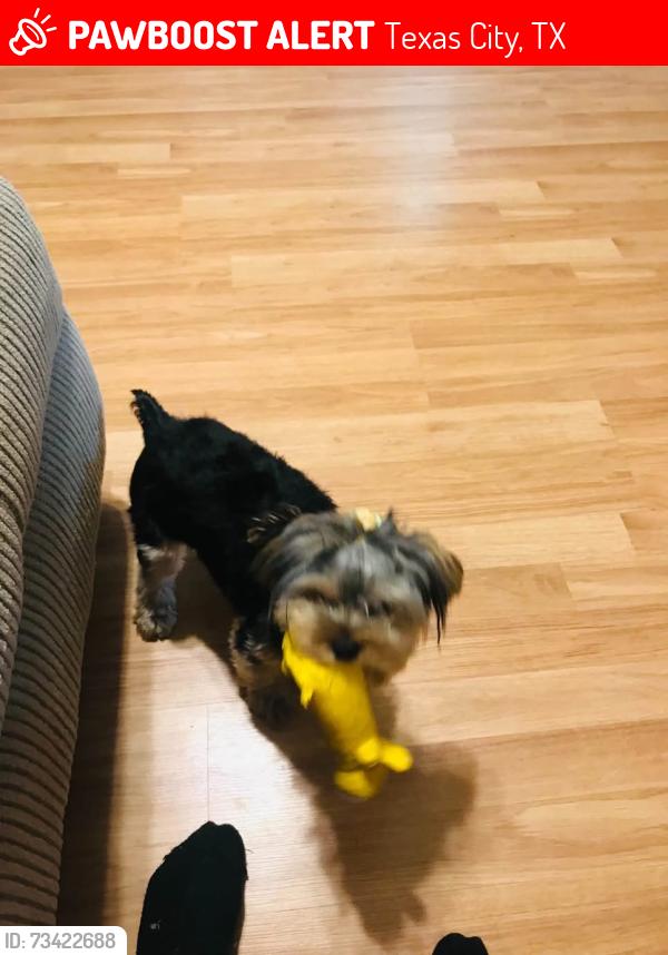 Lost Female Dog last seen Behind 16 th Ave No beside Nursing home, Texas City, TX 77590