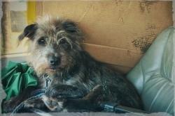 Reunited Male Dog last seen lancaster and Chapman, derby and ford., Oakland, CA 94601