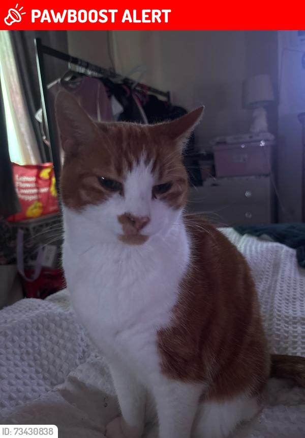 Lost Male Cat last seen Cranberry area, Blackburn with Darwen, England 