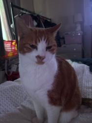 Lost Male Cat last seen Cranberry area, Blackburn with Darwen, England 