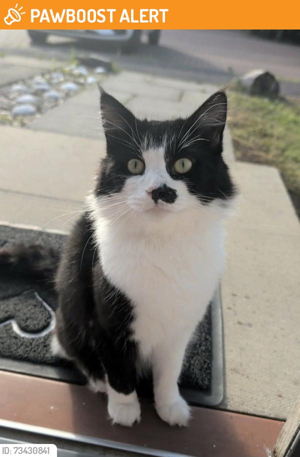 Found/Stray Unknown Cat last seen Humber Bridge Barton-upon-Humber, North Lincolnshire, England 
