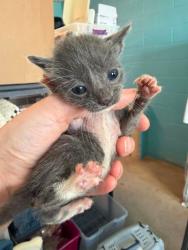 Shelter Stray Female Cat last seen Bexar County, 3353 Morningside Dr, New Braunfels, TX 78132, USA