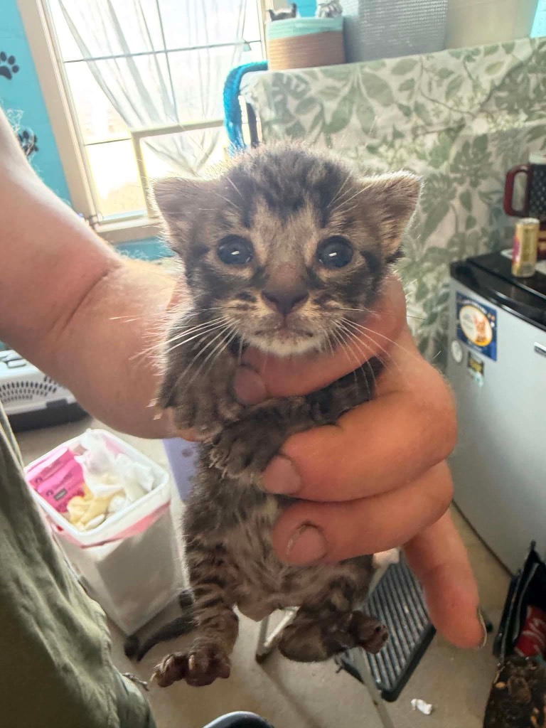 Shelter Stray Male Cat last seen Bexar County, 3353 Morningside Dr, New Braunfels, TX 78132, USA