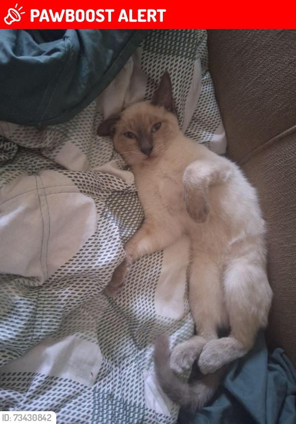 Lost Female Cat last seen Desert Hot Springs High School, Desert Hot Springs, CA 92240